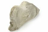 Fossil Whale Cervical Vertebra - Yorktown Formation #237623-1